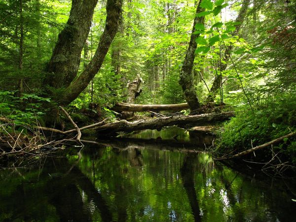 International Day of Forests